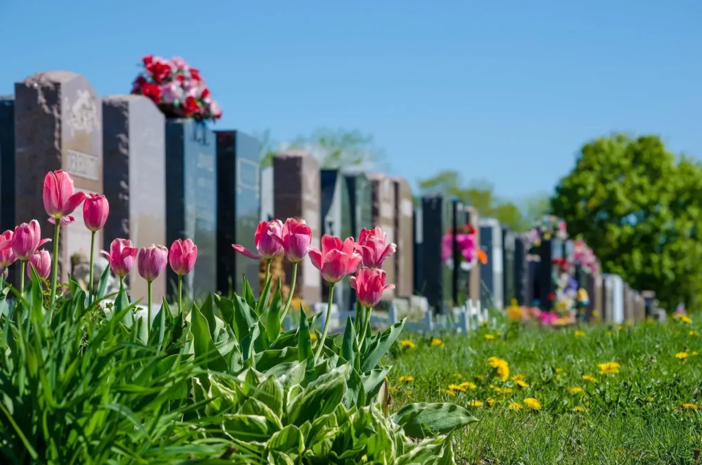 Alignement de tombes fleuries de tulipes roses au cimetière.