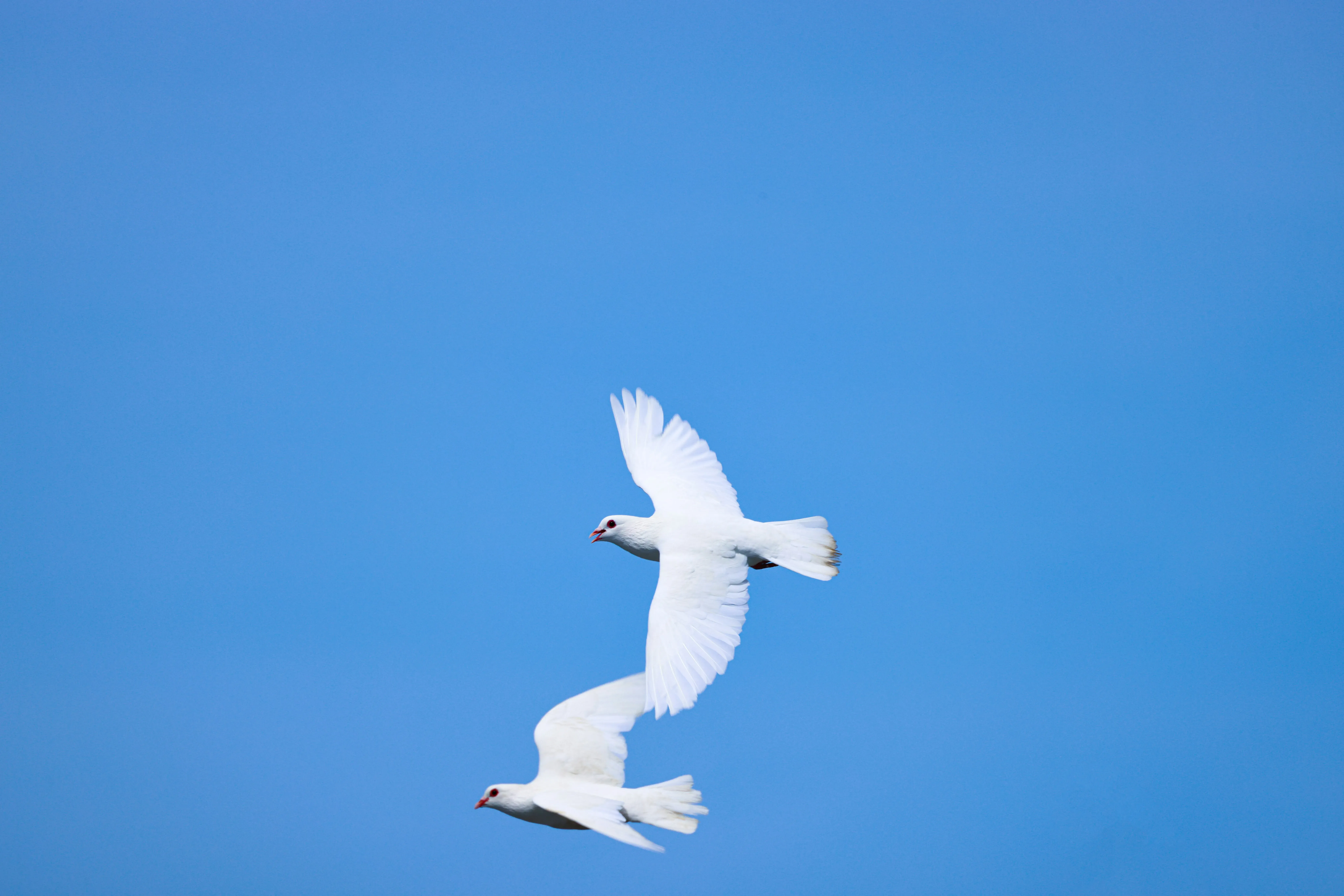 Deux colombes blanches prenant leur envol dans un ciel bleu pur.